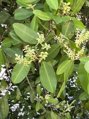 Laguncularia racemosa