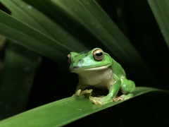 Moltrecht's Treefrog photo 1