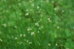 Asperula tinctoria