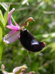 Ophrys bertolonii bertolonii