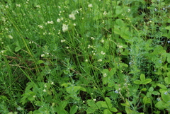 Asperula tinctoria