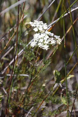 Image of Dasispermum perennans by (c) Tony Rebelo, some rights reserved (CC BY-SA)