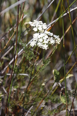 Dasispermum perennans