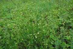 Asperula tinctoria