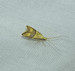 Crocanthes prasinopis