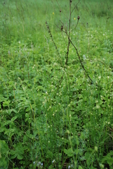 Asperula tinctoria