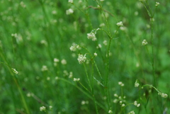 Asperula tinctoria