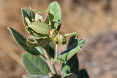 Steropleurus pseudolus