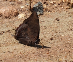 Charaxes ethalion