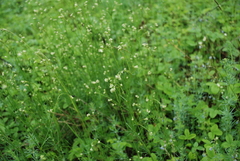 Asperula tinctoria