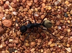 Camponotus suffusus bendigensis