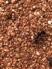 Camponotus suffusus bendigensis