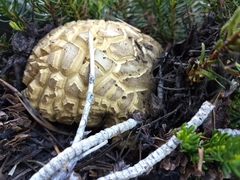 Caloboletus frustosus