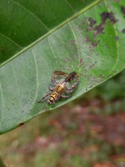 Hyllus