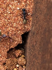 Camponotus suffusus bendigensis