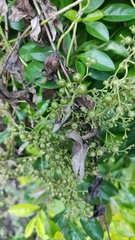 Paederia foetida