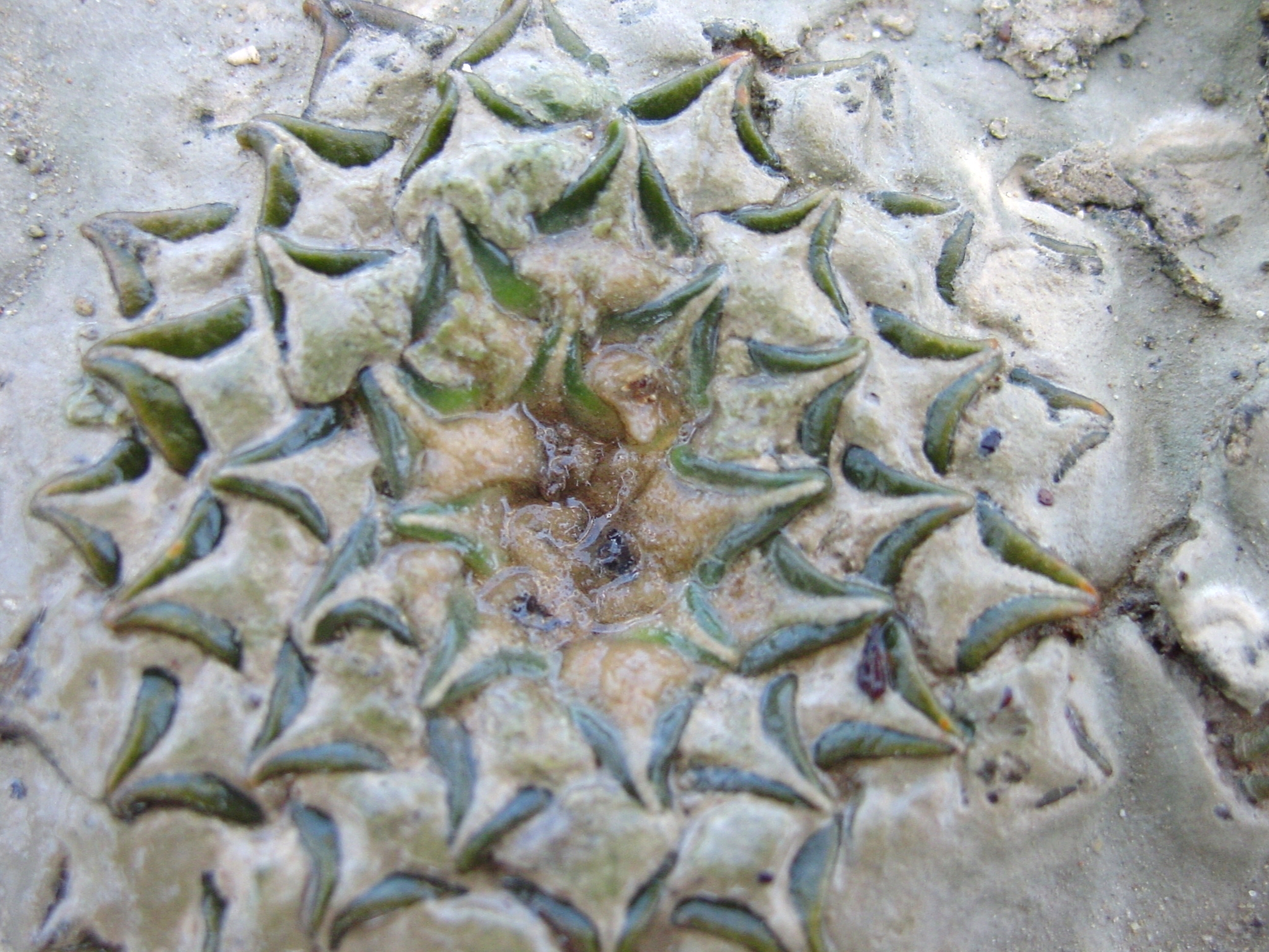 Ariocarpus kotschoubeyanus