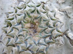 Ariocarpus kotschoubeyanus