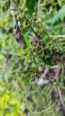 Paederia foetida