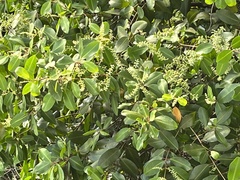 Laguncularia racemosa