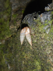 Papillifera papillaris