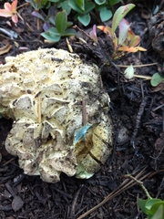 Caloboletus frustosus