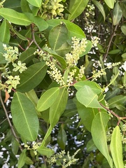 Laguncularia racemosa