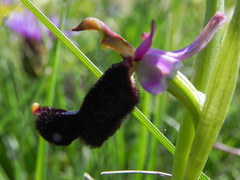 Ophrys bertolonii bertolonii
