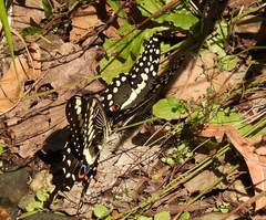 Papilio ophidicephalus