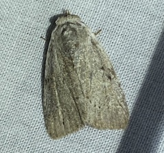 Barasa cymatistis