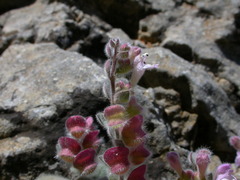 Scutellaria hirta
