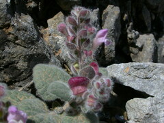 Scutellaria hirta