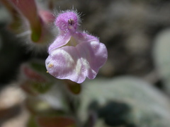 Scutellaria hirta