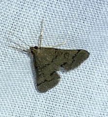 Piletocera macroperalis