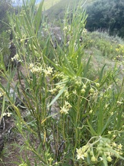 Gomphocarpus fruticosus fruticosus