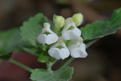 Scutellaria sieberi