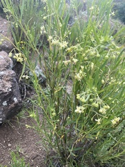 Gomphocarpus fruticosus fruticosus