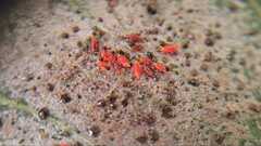 Thysanoptera