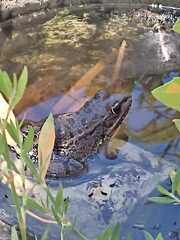Pelophylax bedriagae