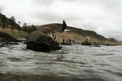Phalacrocorax varius hypoleucos