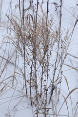 Epilobium tetragonum