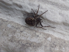Nuctenea umbratica