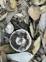 Agaricus bernardii