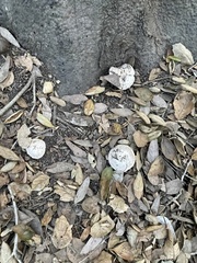 Agaricus bernardii