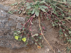 Oenothera multicaulis