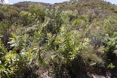 Protea lepidocarpodendron