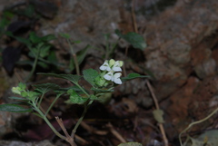 Scutellaria sieberi