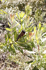Protea lepidocarpodendron