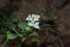 Scutellaria sieberi