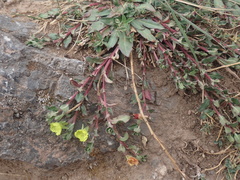 Oenothera multicaulis
